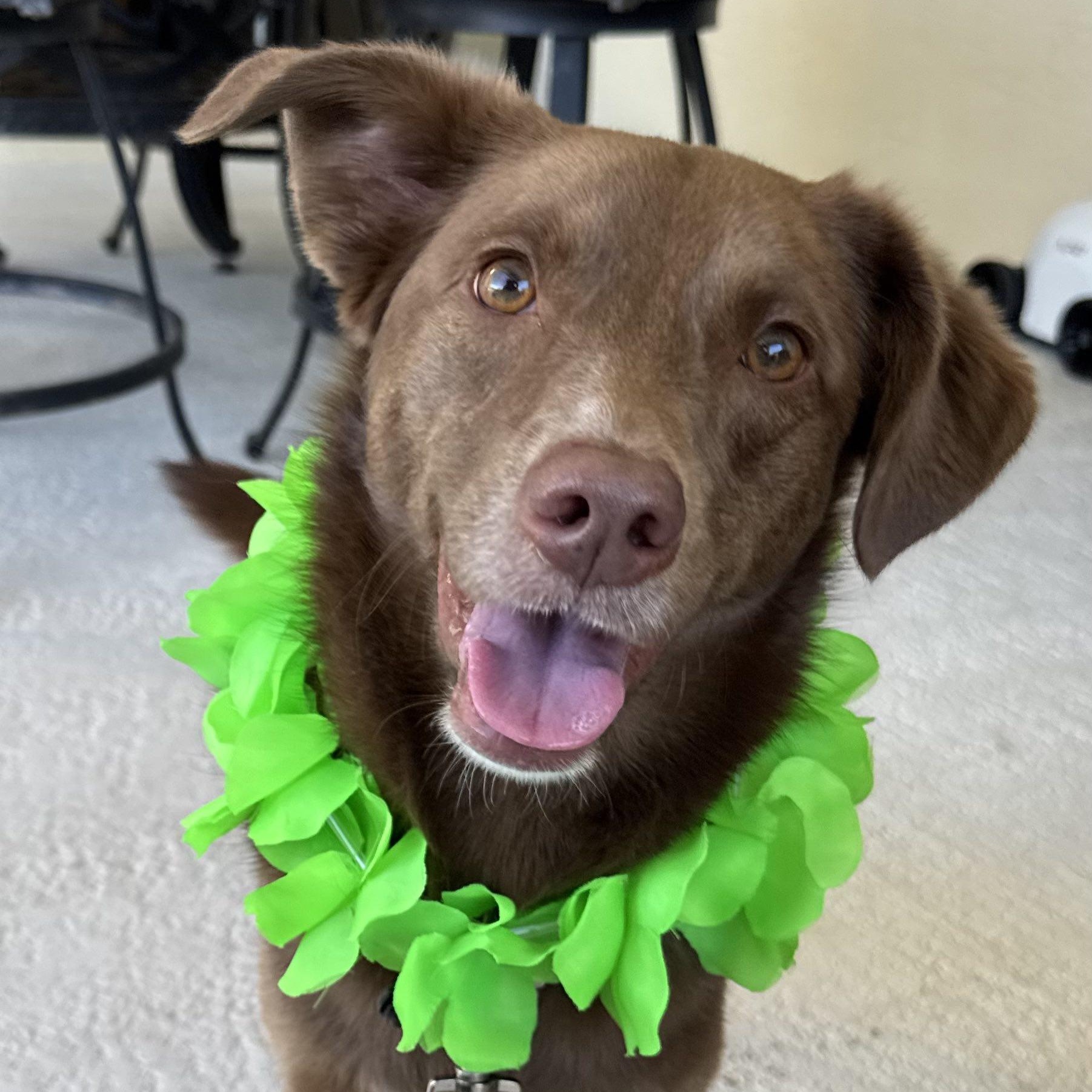 Enlarge Bogey, a Adopted mixed breed in New Port Richey, FL image 3/6