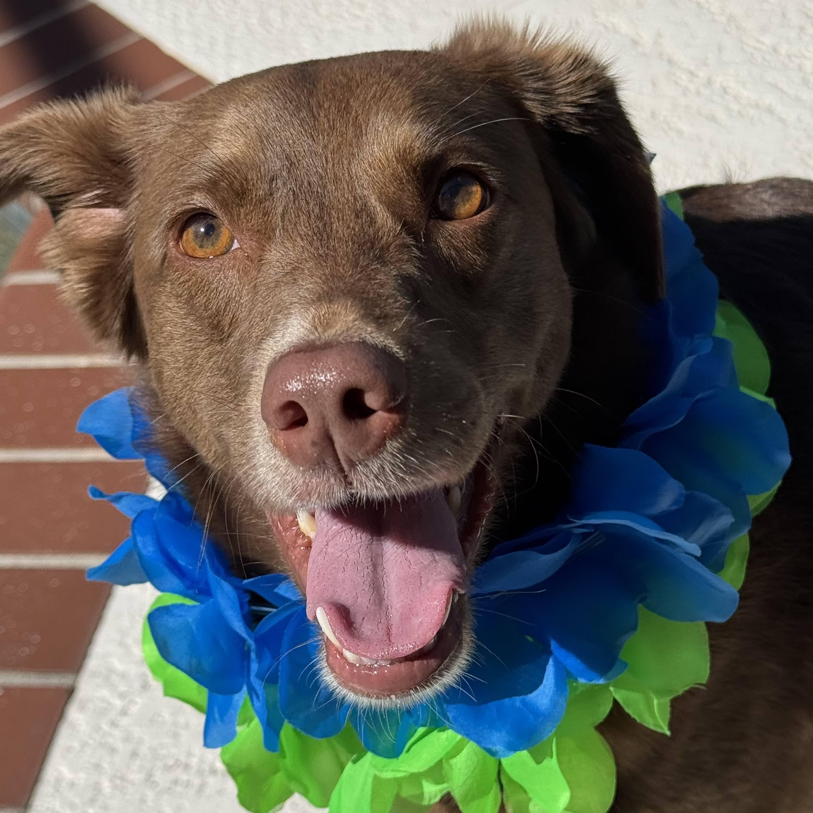 Enlarge Bogey, a Adopted mixed breed in New Port Richey, FL image 4/6