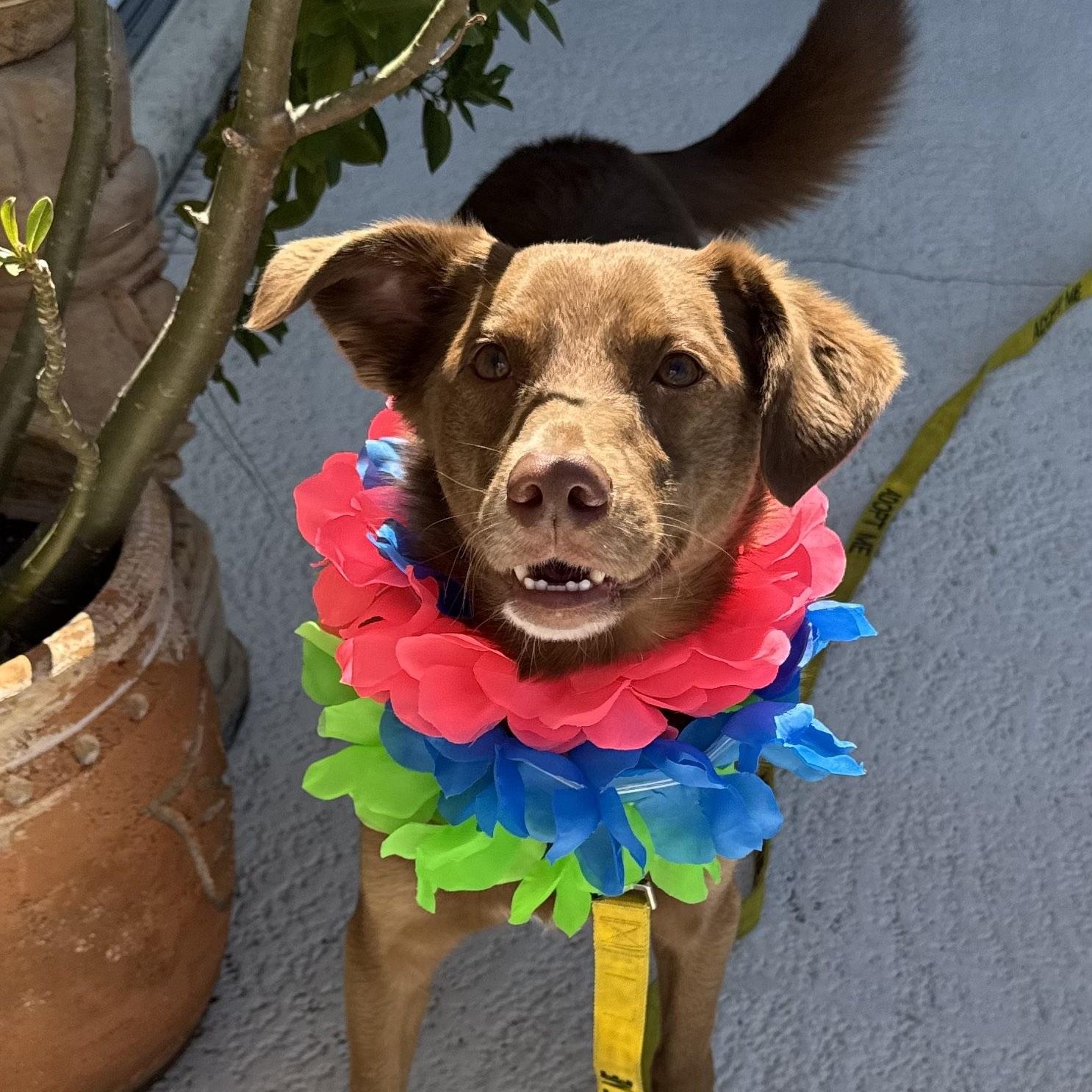 Bogey, Adopted, Young Male Australian Kelpie & Border Collie.