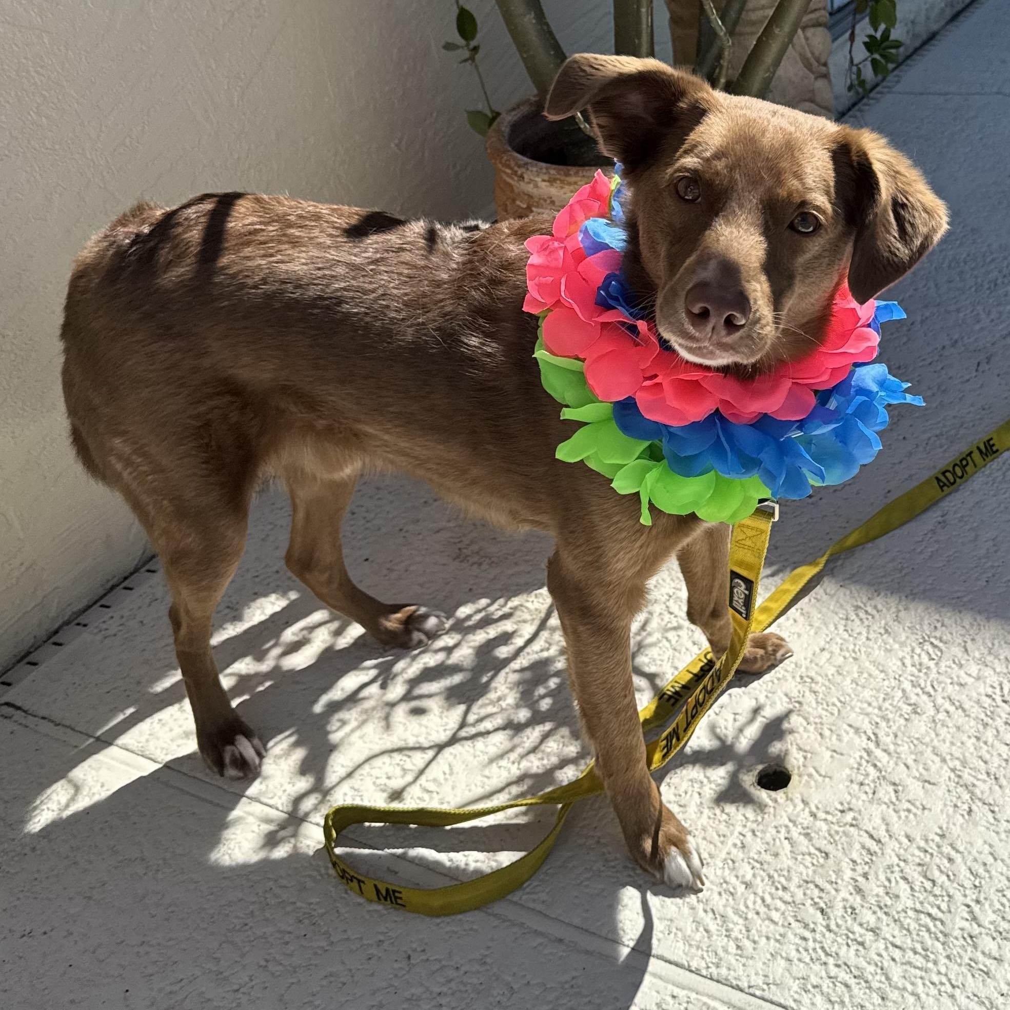 Enlarge Bogey, a Adopted mixed breed in New Port Richey, FL image 6/6