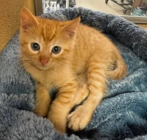 Enlarge Beaux - At Petsmart, an adopted Domestic Short Hair in Kalamazoo, MI image 1/1