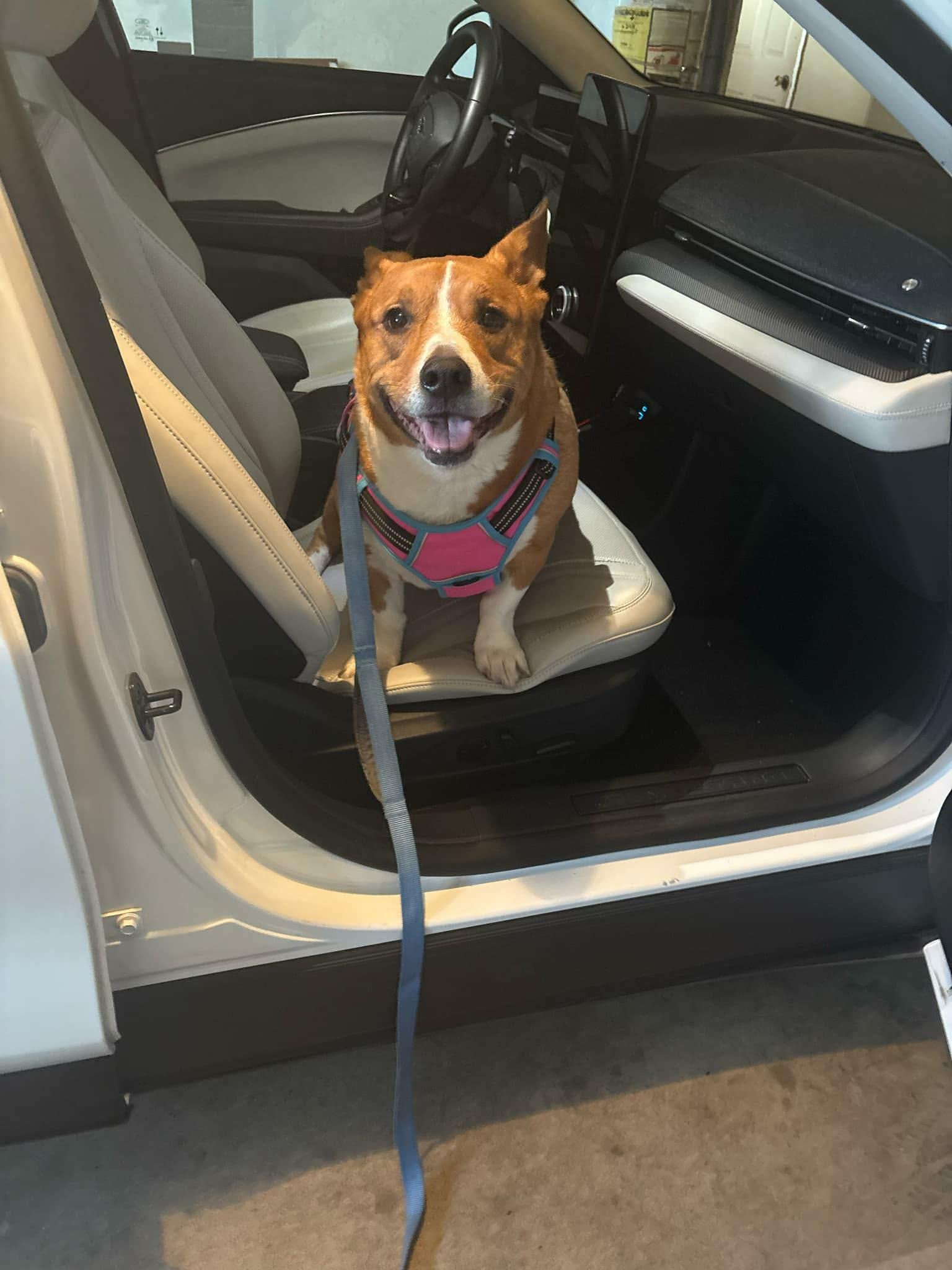 Enlarge Sadie, a ADOPTABLE Corgi in Beaverton, OR image 3/3