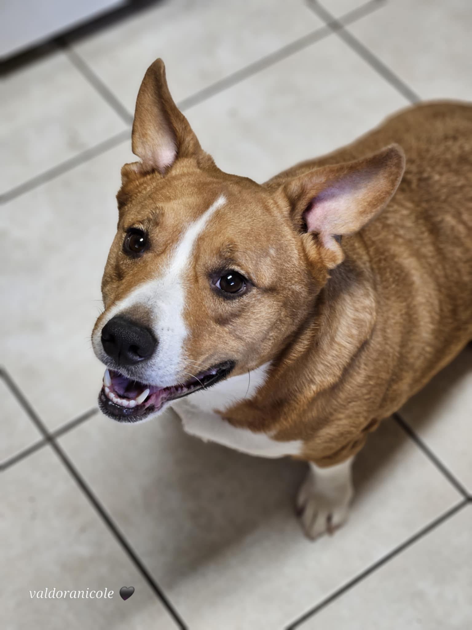 Sadie, ADOPTABLE, Adult Female Corgi.