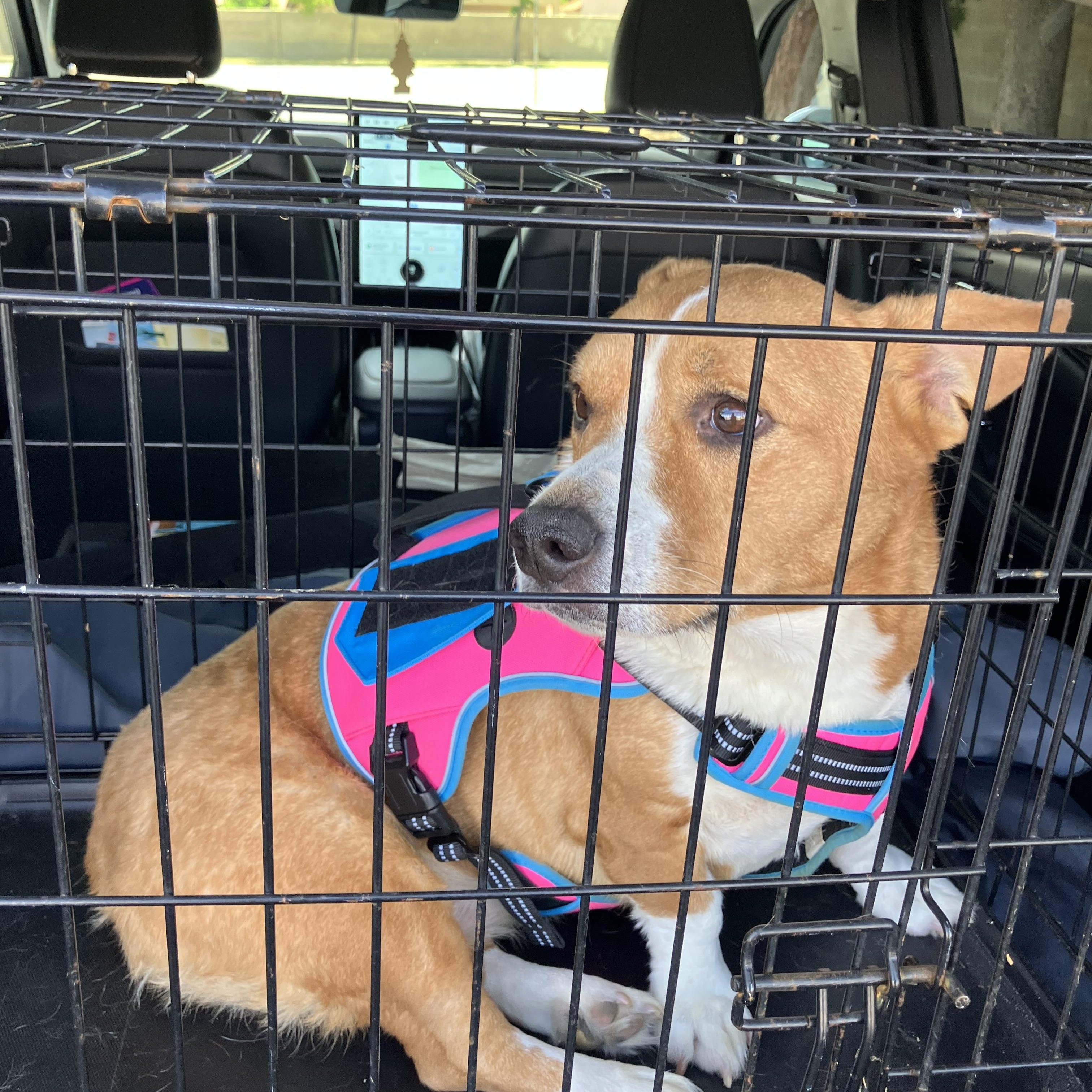 Enlarge Sadie, an adopted mixed breed in Beaverton, OR image 3/4