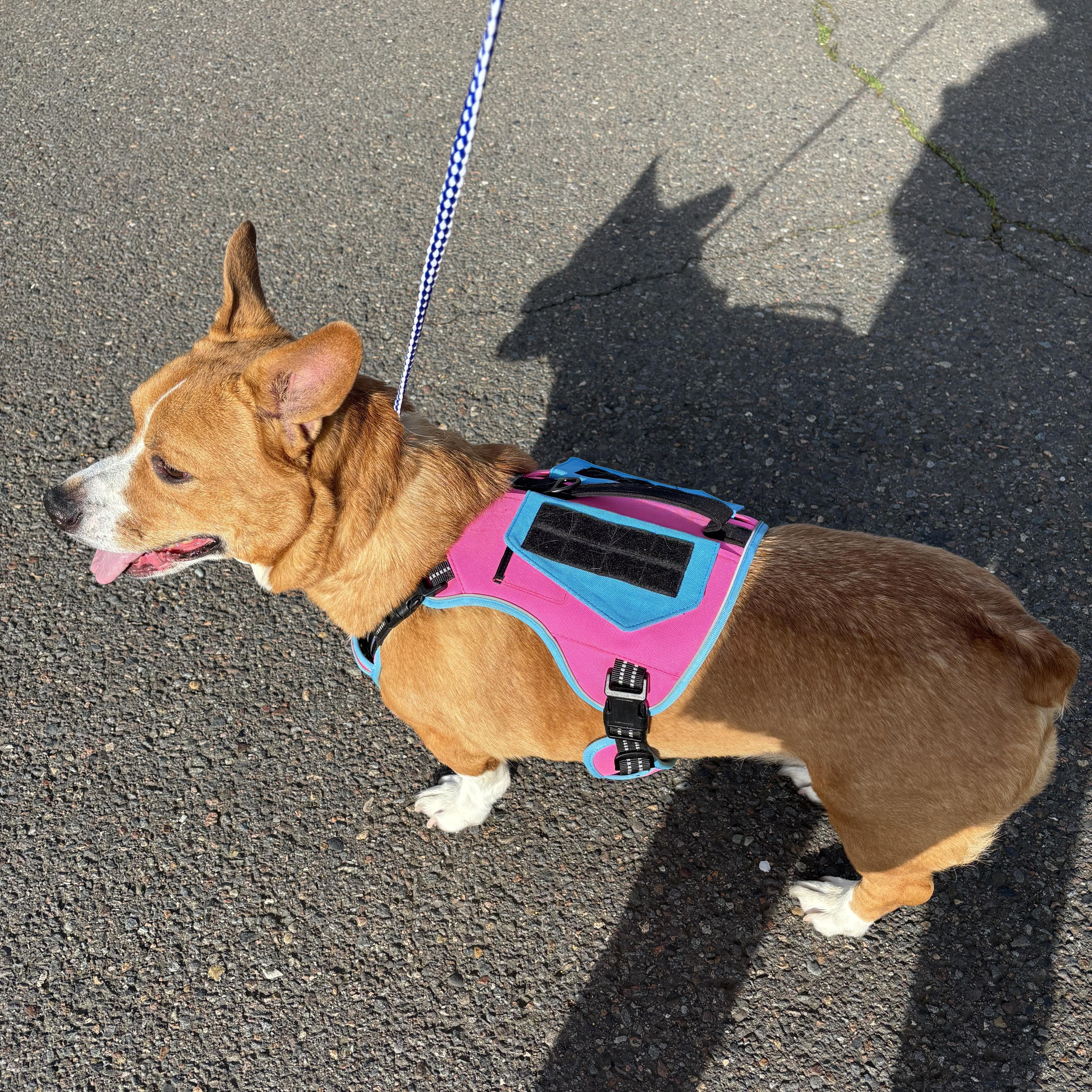 Enlarge Sadie, an adopted mixed breed in Beaverton, OR image 4/4