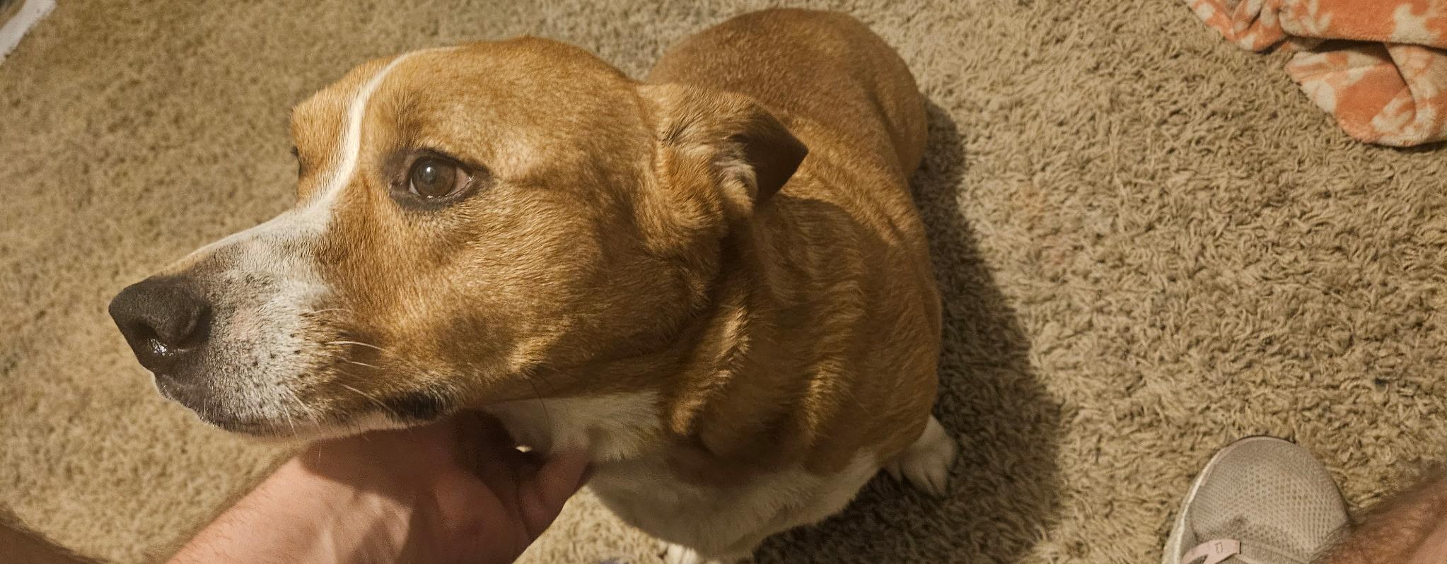 Enlarge Sadie, a ADOPTABLE Corgi in Beaverton, OR image 2/3