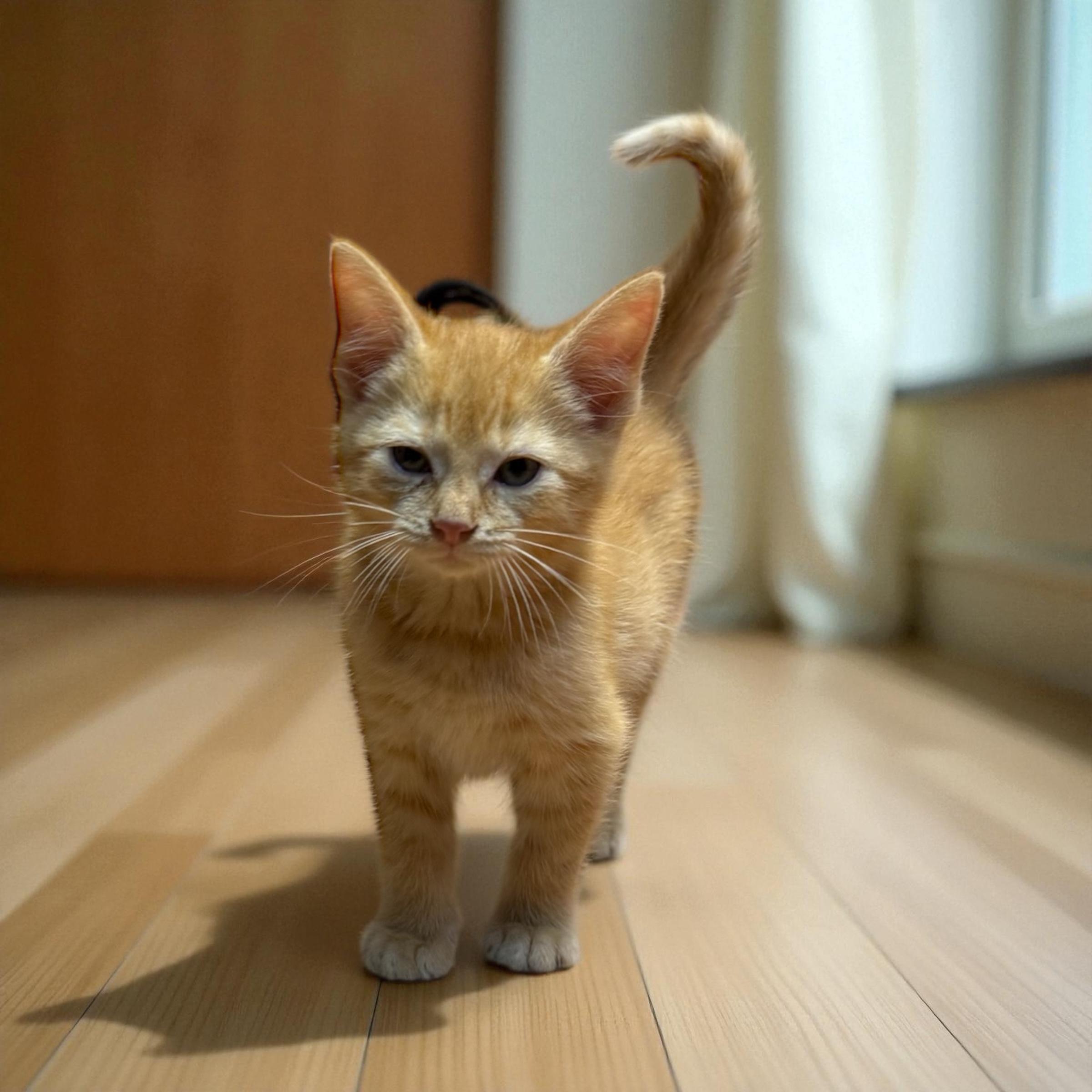 Enlarge Chase, a Adoptable Tabby in Xenia, OH image 1/3