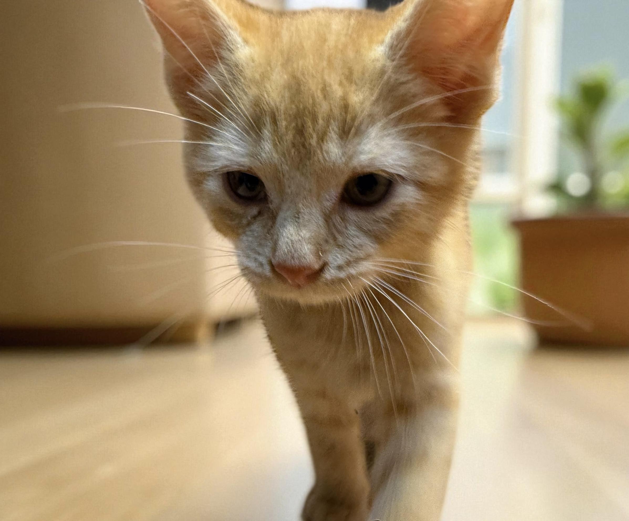 Enlarge Chase, a Adoptable Tabby in Xenia, OH image 2/3