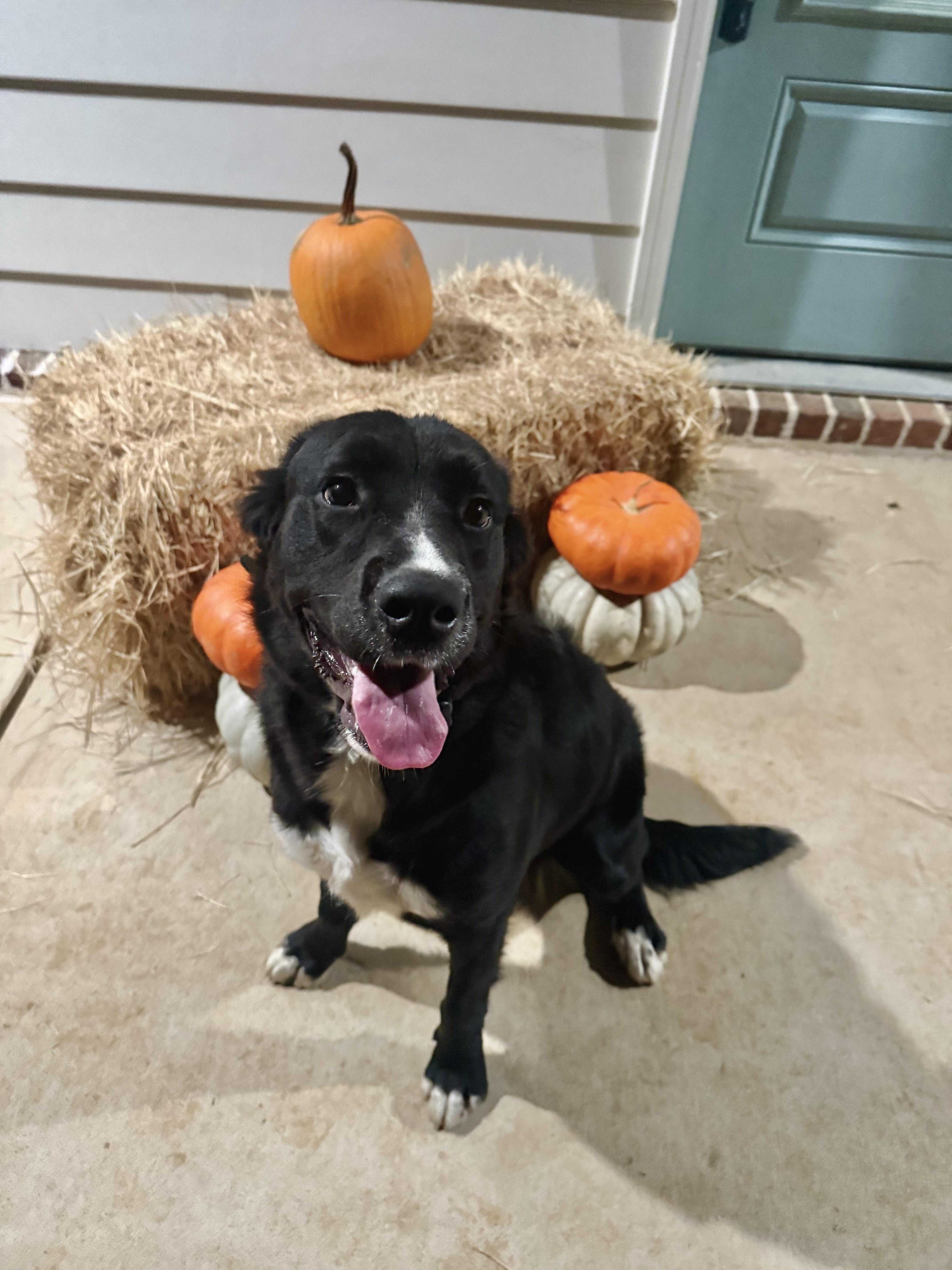 Stella