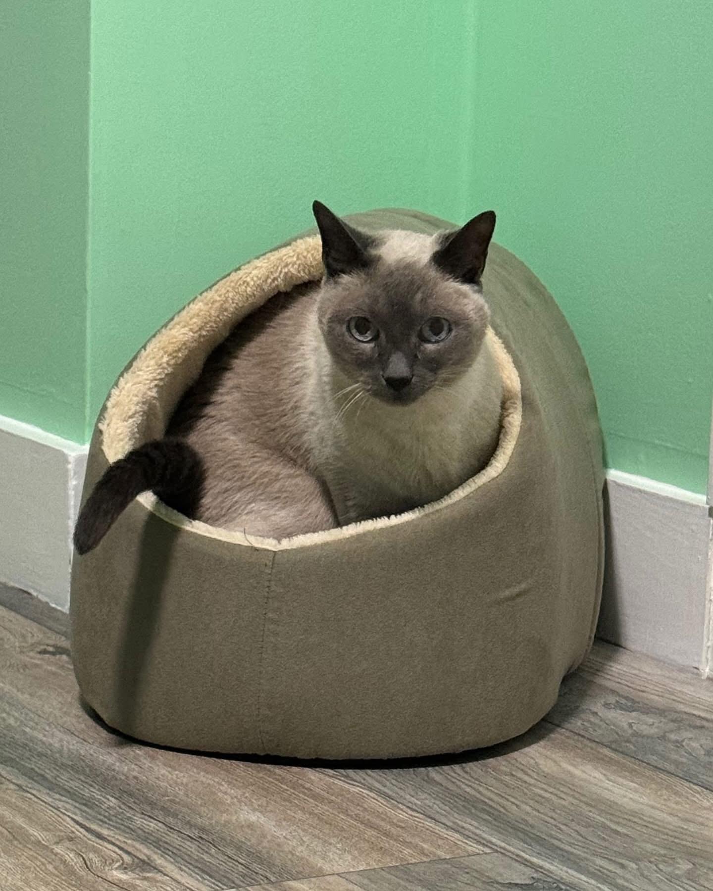 Edward, a ADOPTABLE Domestic Short Hair in Manchester, NH image 5/6