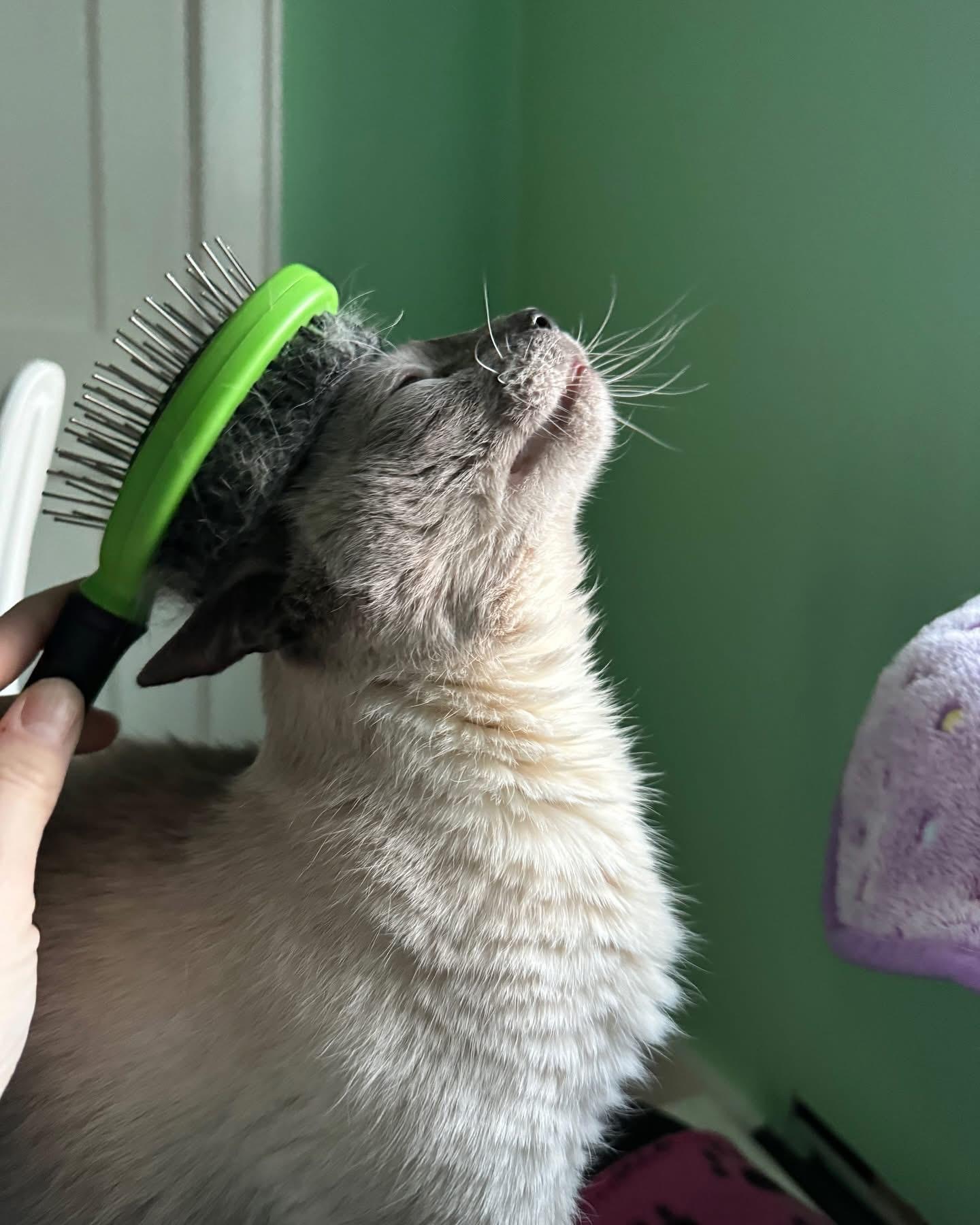 Edward, a ADOPTABLE Domestic Short Hair in Manchester, NH image 3/6