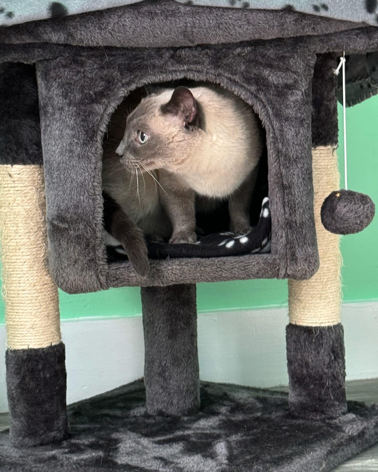 Edward, a ADOPTABLE Domestic Short Hair in Manchester, NH image 2/6