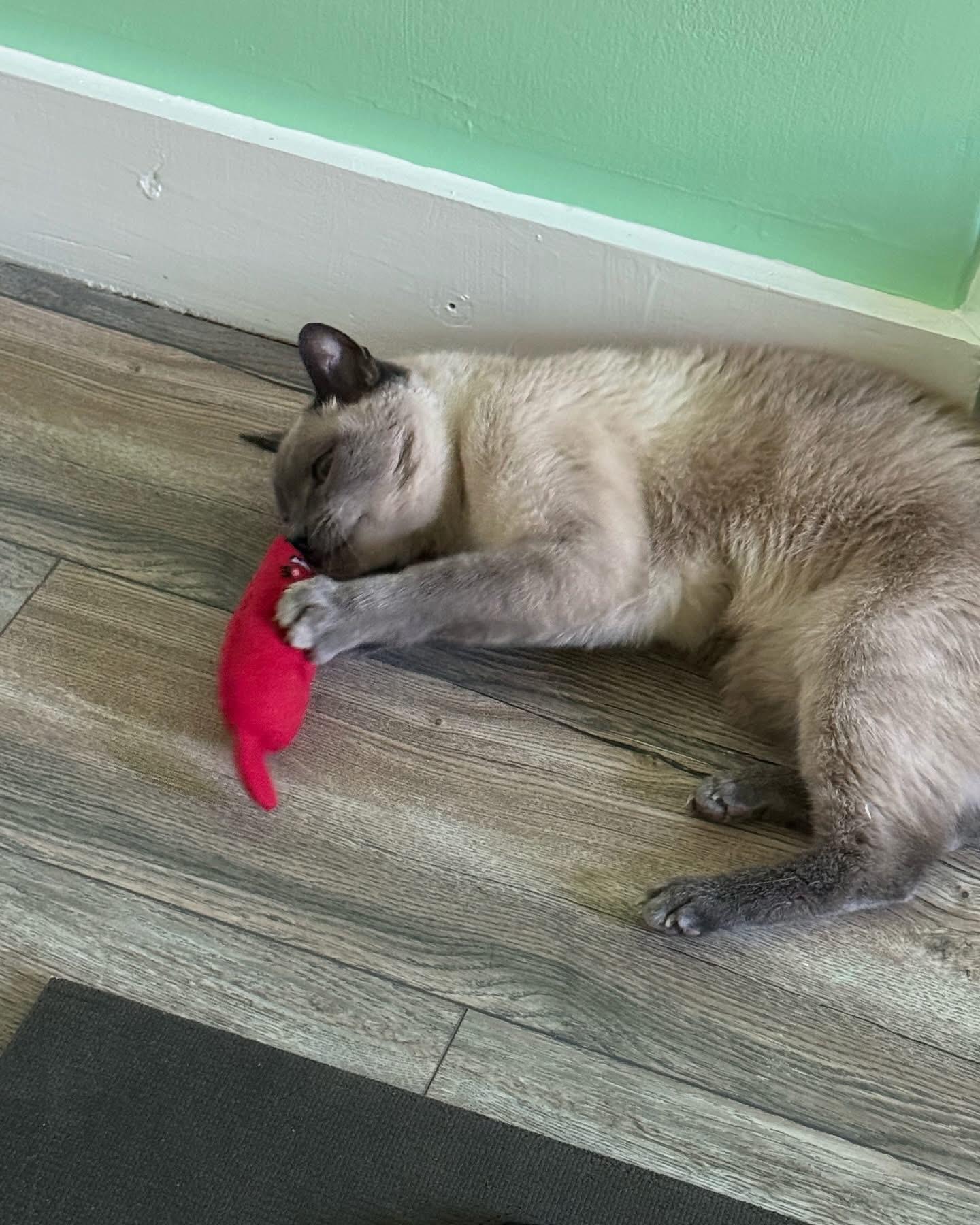 Edward, a ADOPTABLE Domestic Short Hair in Manchester, NH image 6/6