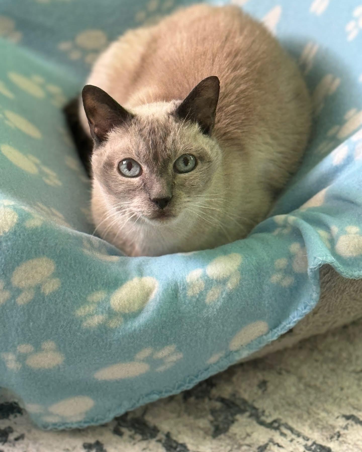 Edward, a ADOPTABLE Domestic Short Hair in Manchester, NH image 1/6