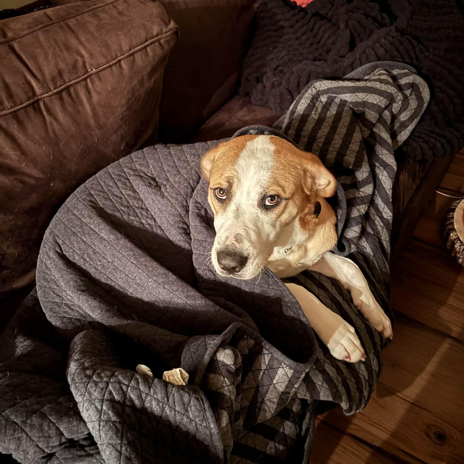 Enlarge Megara, a Adoptable mixed breed in Martinsville, IN image 1/5