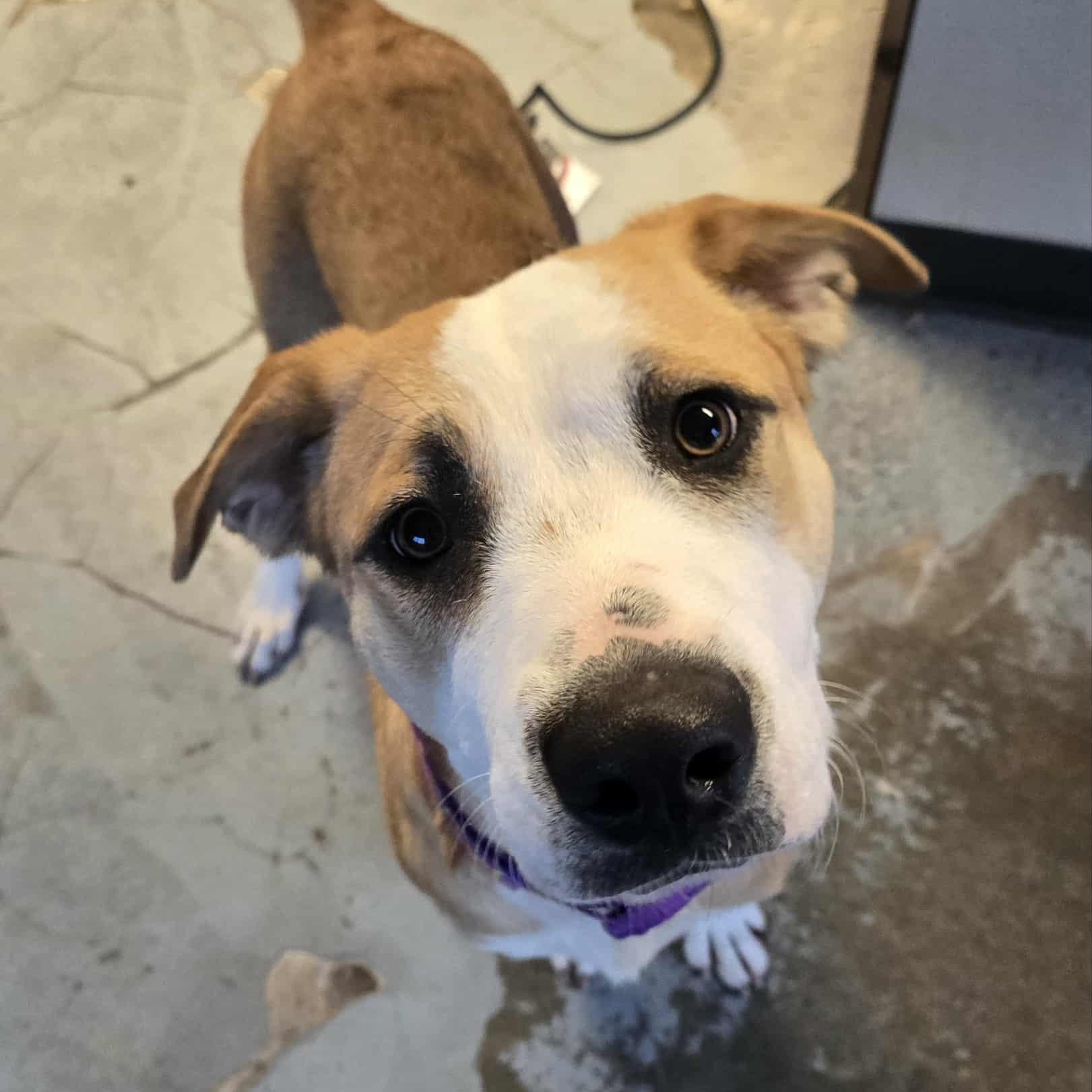 Megara, Adoptable, Young Female Mixed Breed.