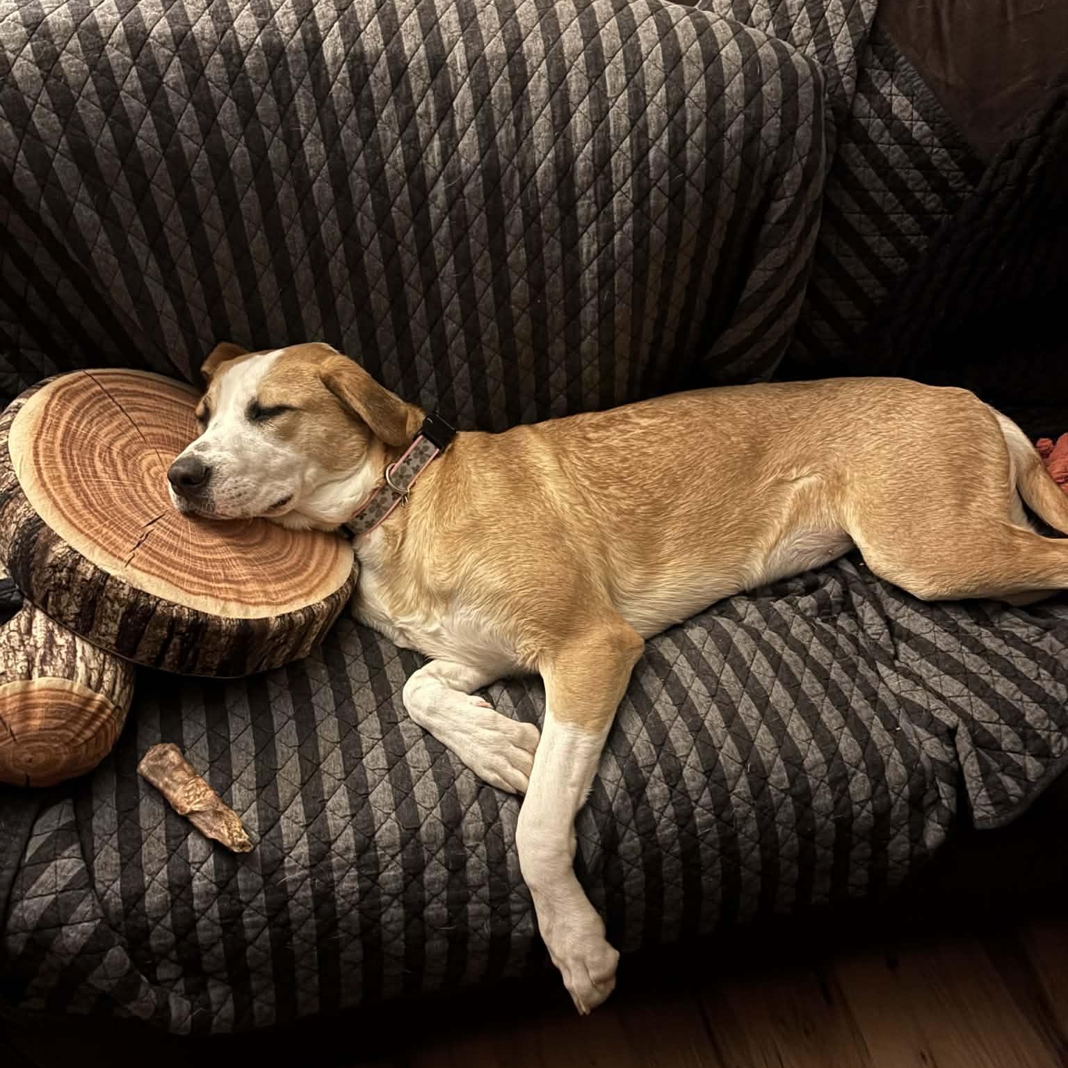 Enlarge Megara, a Adoptable mixed breed in Martinsville, IN image 3/5