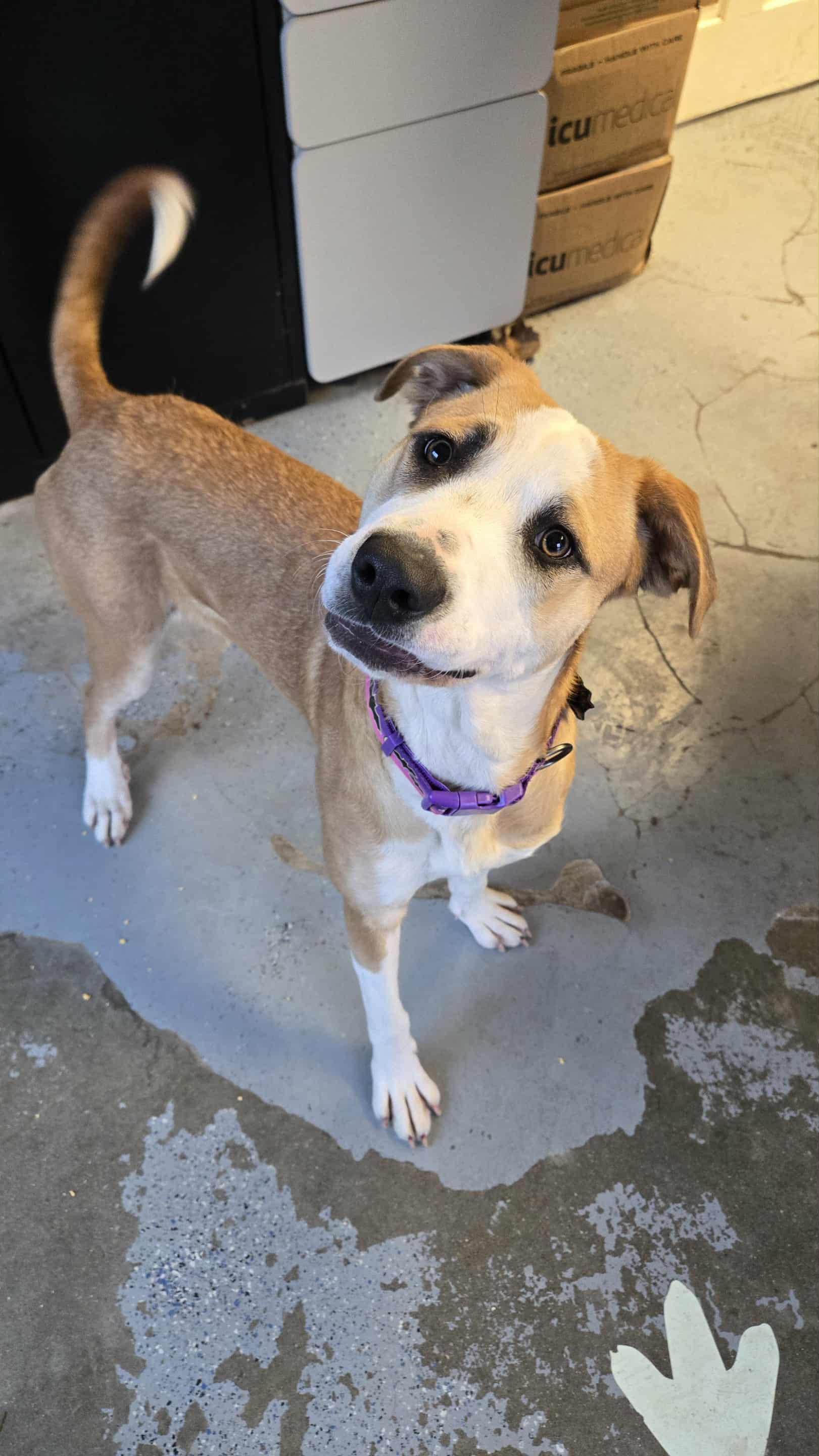 Megara, a Adoptable mixed breed in Martinsville, IN image 2/2