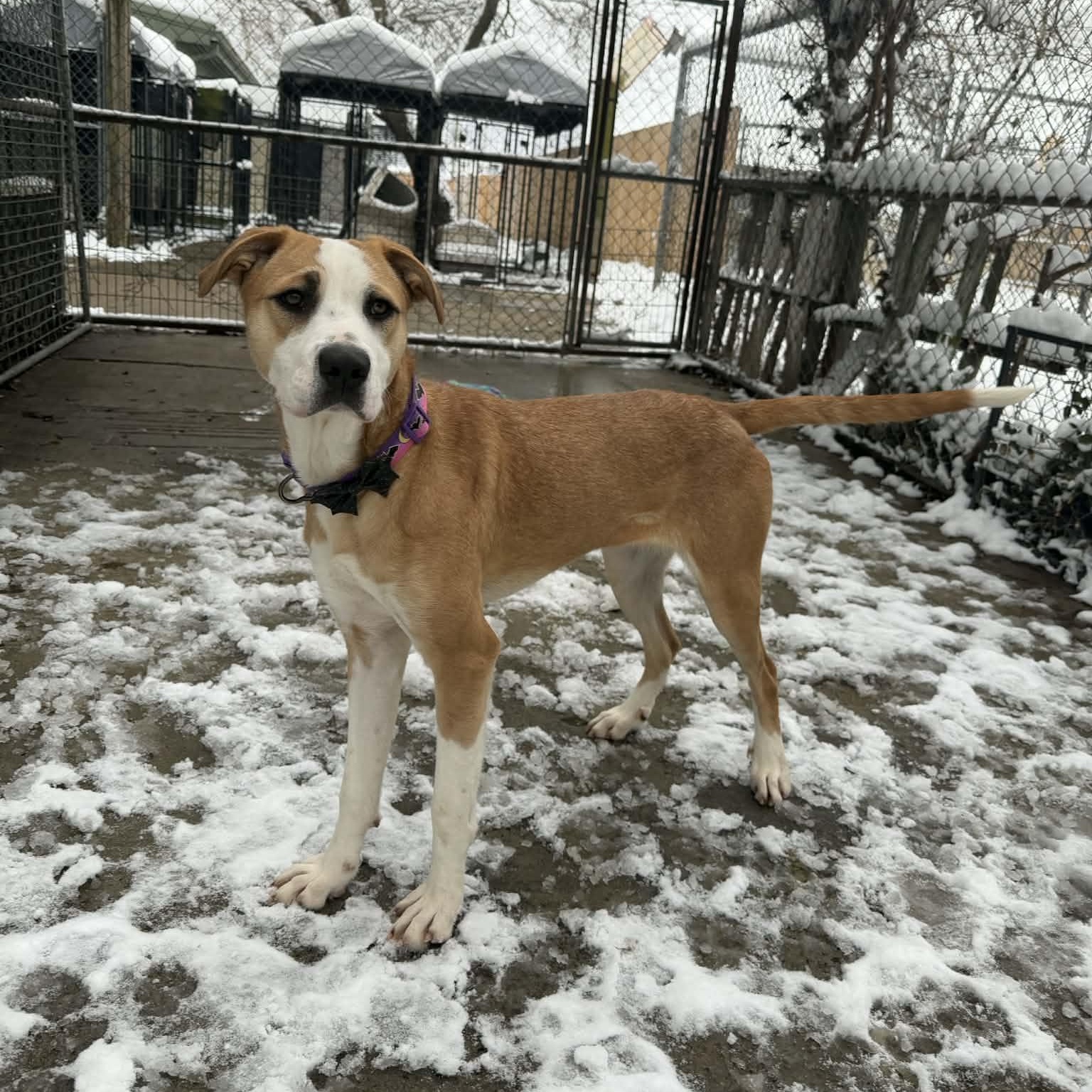 Enlarge Megara, a Adoptable mixed breed in Martinsville, IN image 5/5