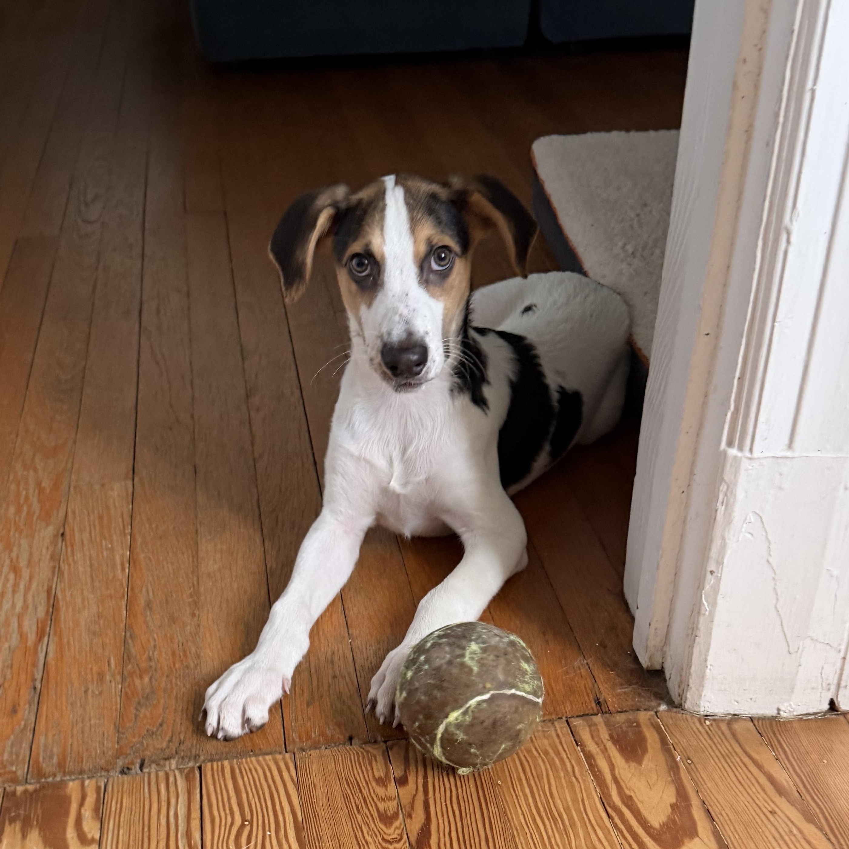 Fred, a Adoptable mixed breed in Richmond, VA image 2/5
