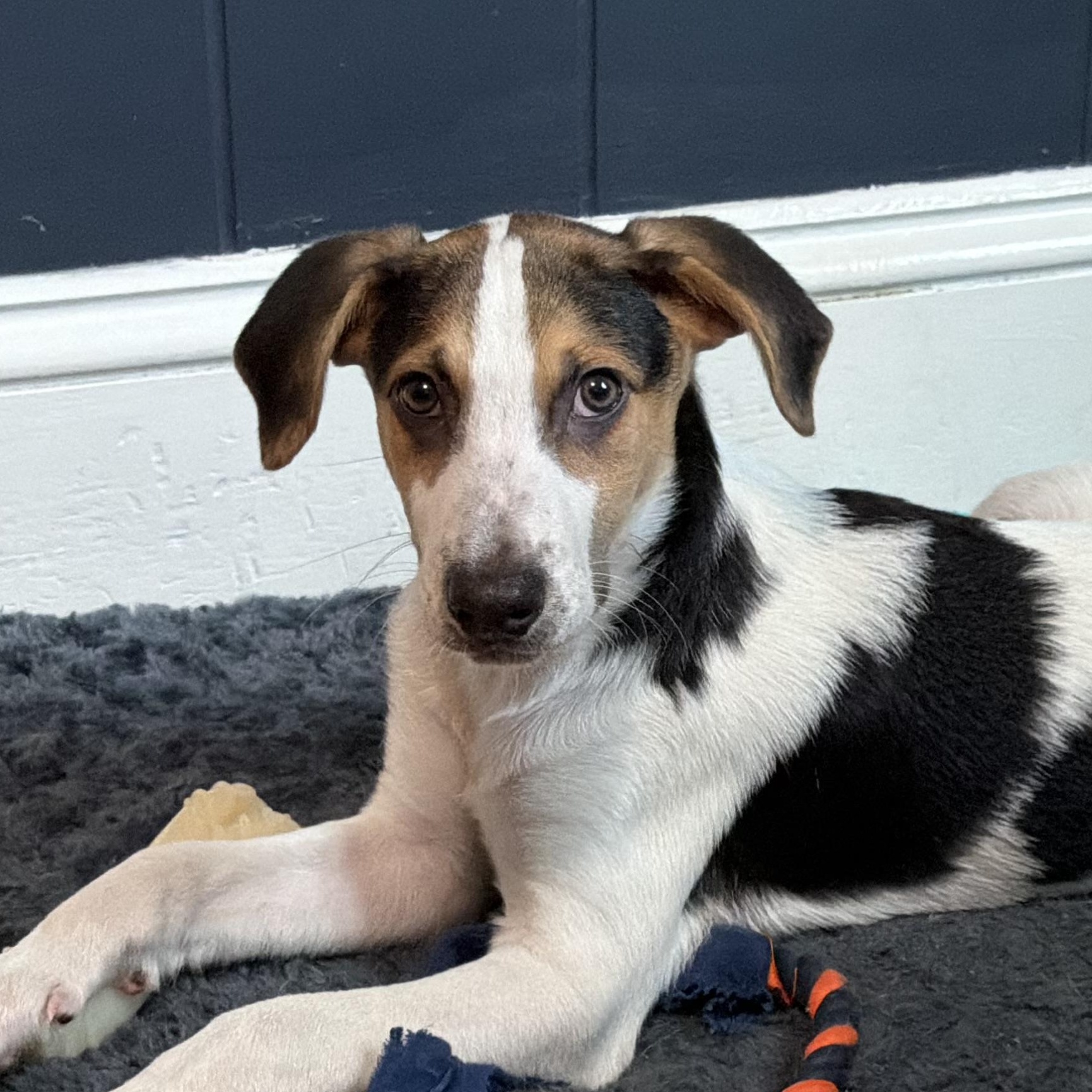 Fred, a Adoptable mixed breed in Richmond, VA image 3/5