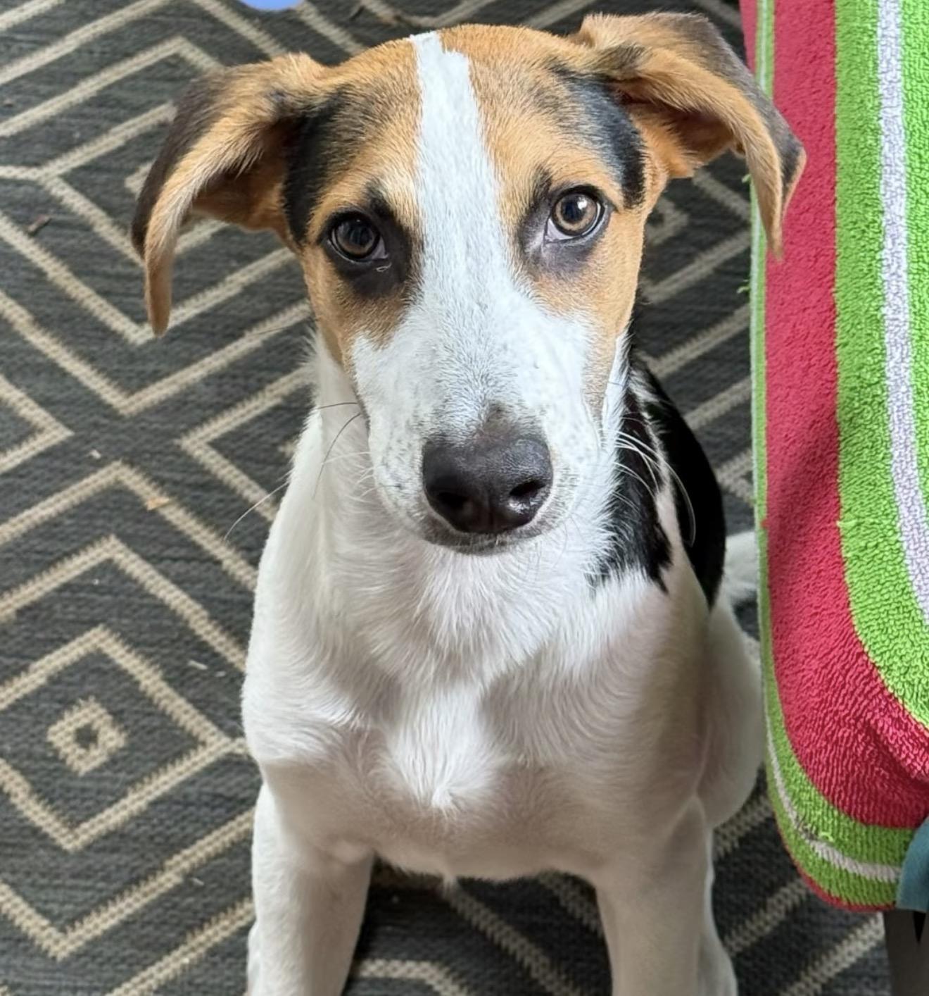 Fred, Adoptable, Puppy Male Hound.