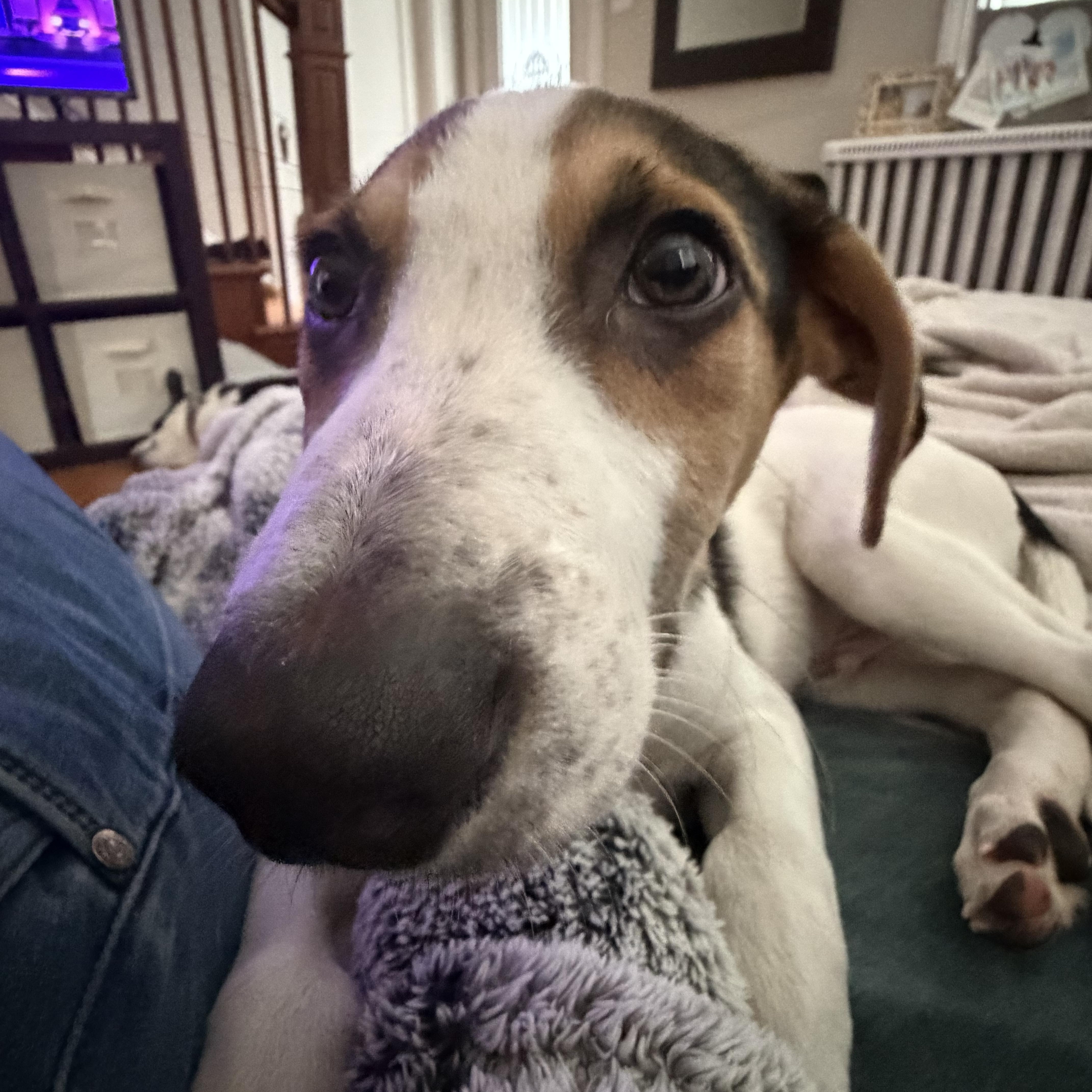 Fred, a Adoptable mixed breed in Richmond, VA image 5/5