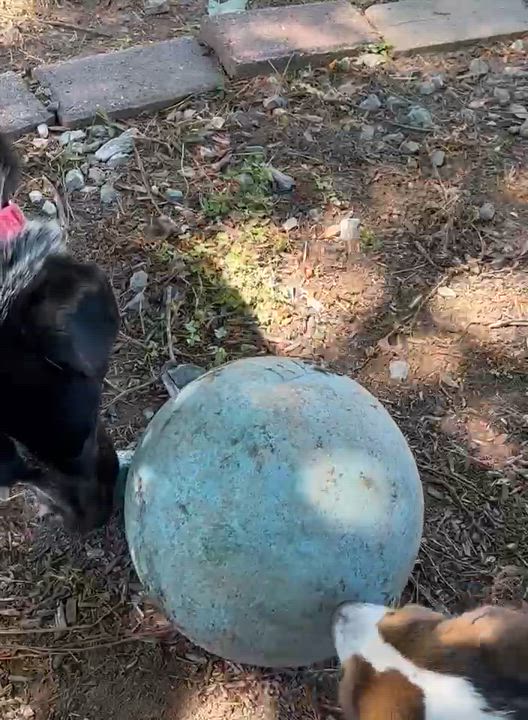 Enlarge Fred, a Adoptable mixed breed in Richmond, VA video 4/5