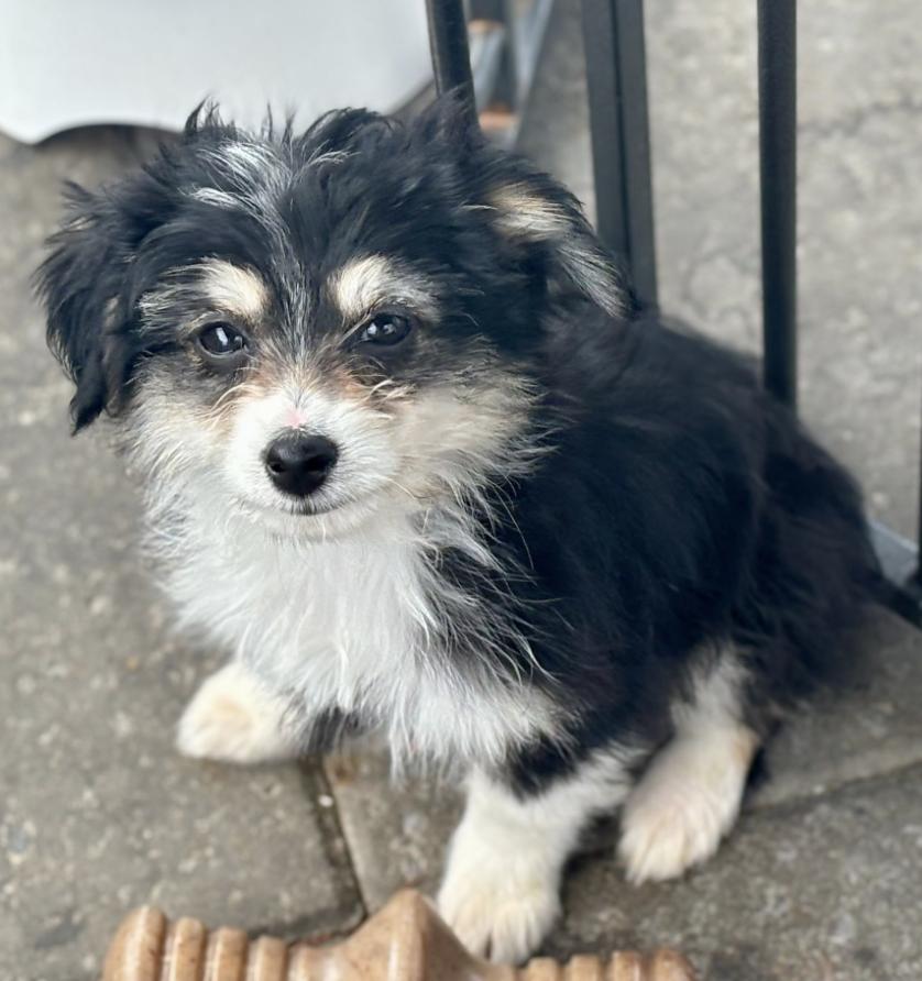 Peanut, Adoptable, Puppy Female Poodle & Australian Shepherd.