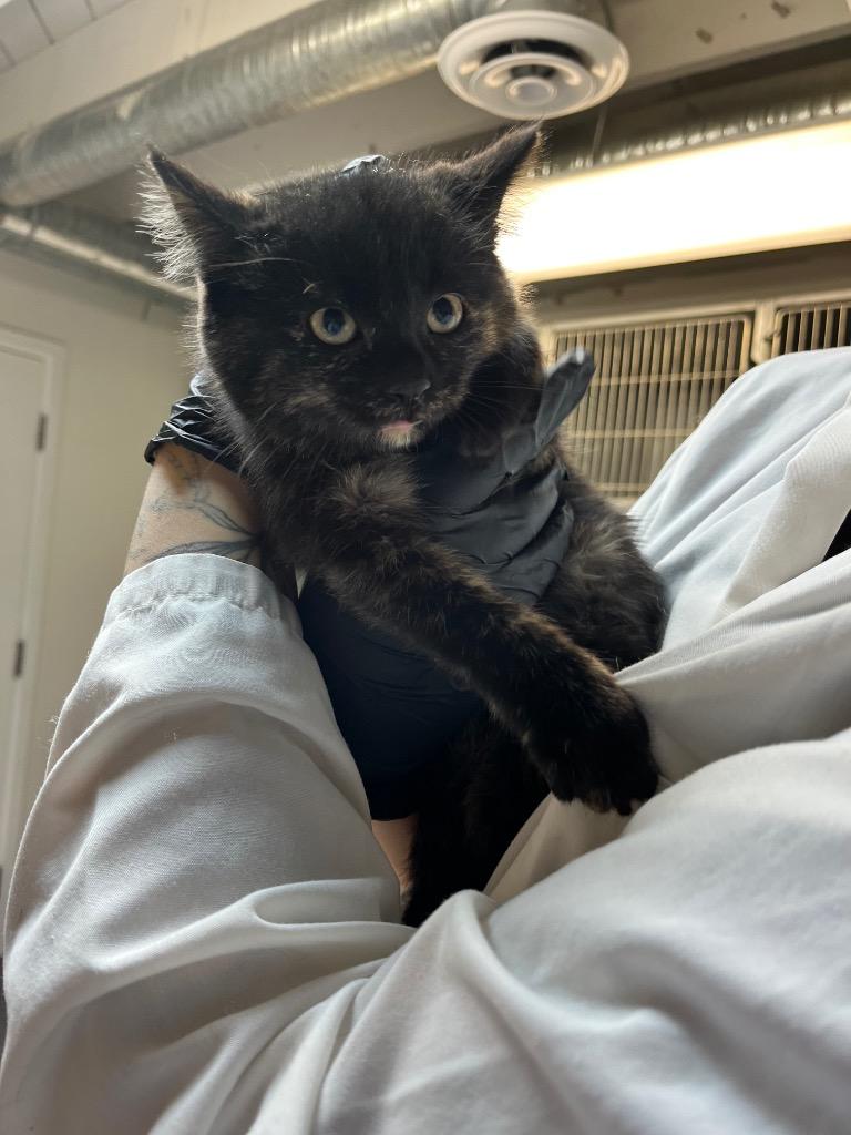 Enlarge Champurrado, a Adoptable mixed breed in Winnipeg, MB image 1/1