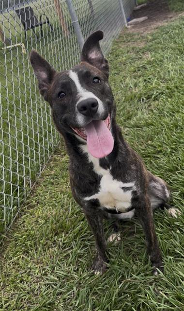BRINDI, Adoptable, Young Female Pit Bull Terrier & Mixed Breed.