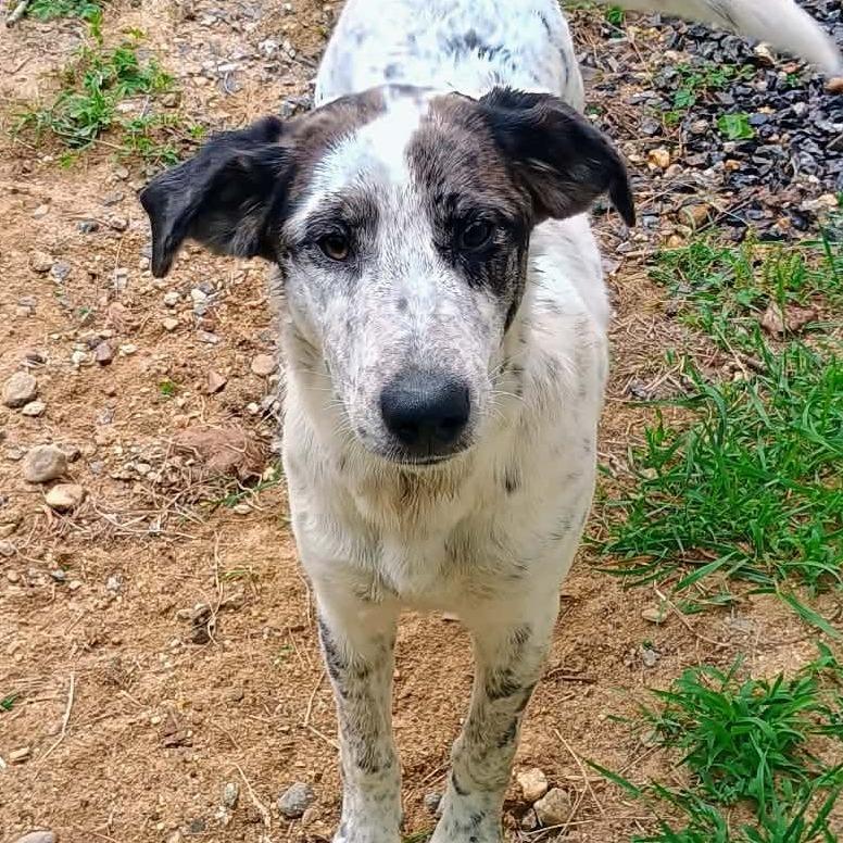 CT Athena, Adoptable, Young Female Catahoula Leopard Dog & Mixed Breed.