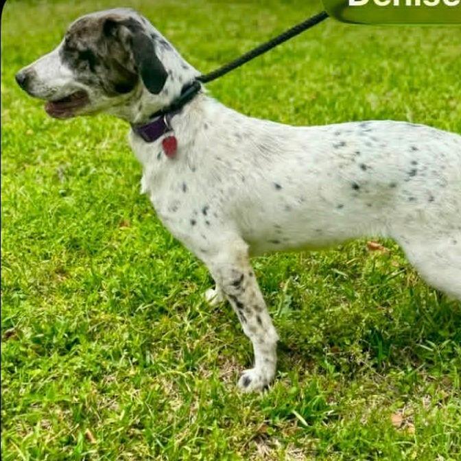 CT Athena, a Adoptable mixed breed in Stormville, NY image 2/3