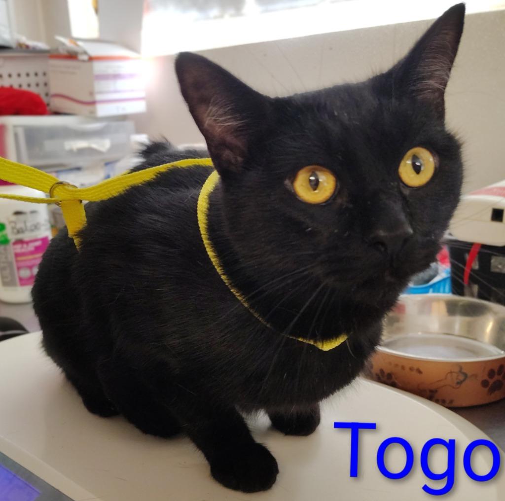 Togo, Adoptable, Adult Male Domestic Short Hair.
