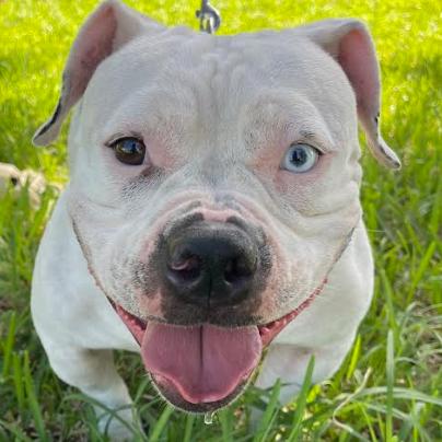 Enlarge SUGAR (549), a Adoptable American Bulldog in Indiantown, FL image 4/6