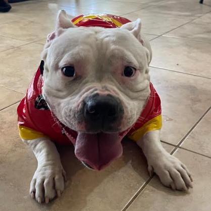 Enlarge SUGAR (549), a Adoptable American Bulldog in Indiantown, FL image 5/6