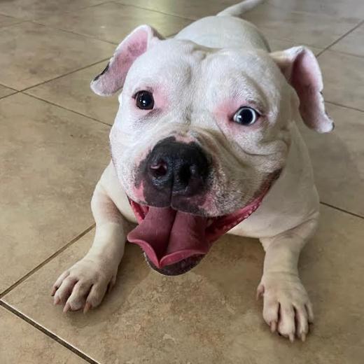 Enlarge SUGAR (549), a Adoptable American Bulldog in Indiantown, FL image 6/6