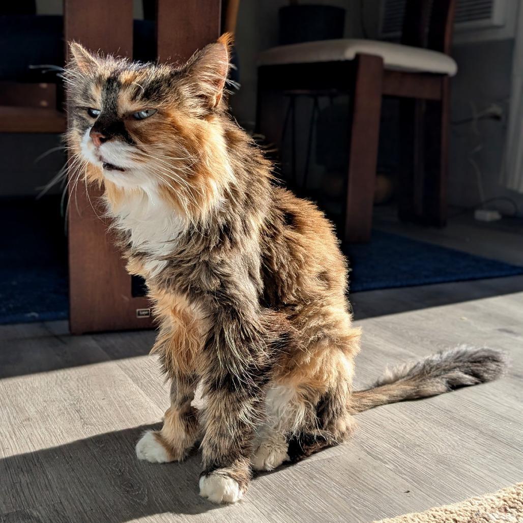 Sasi, Adoptable, Senior Female Domestic Long Hair.