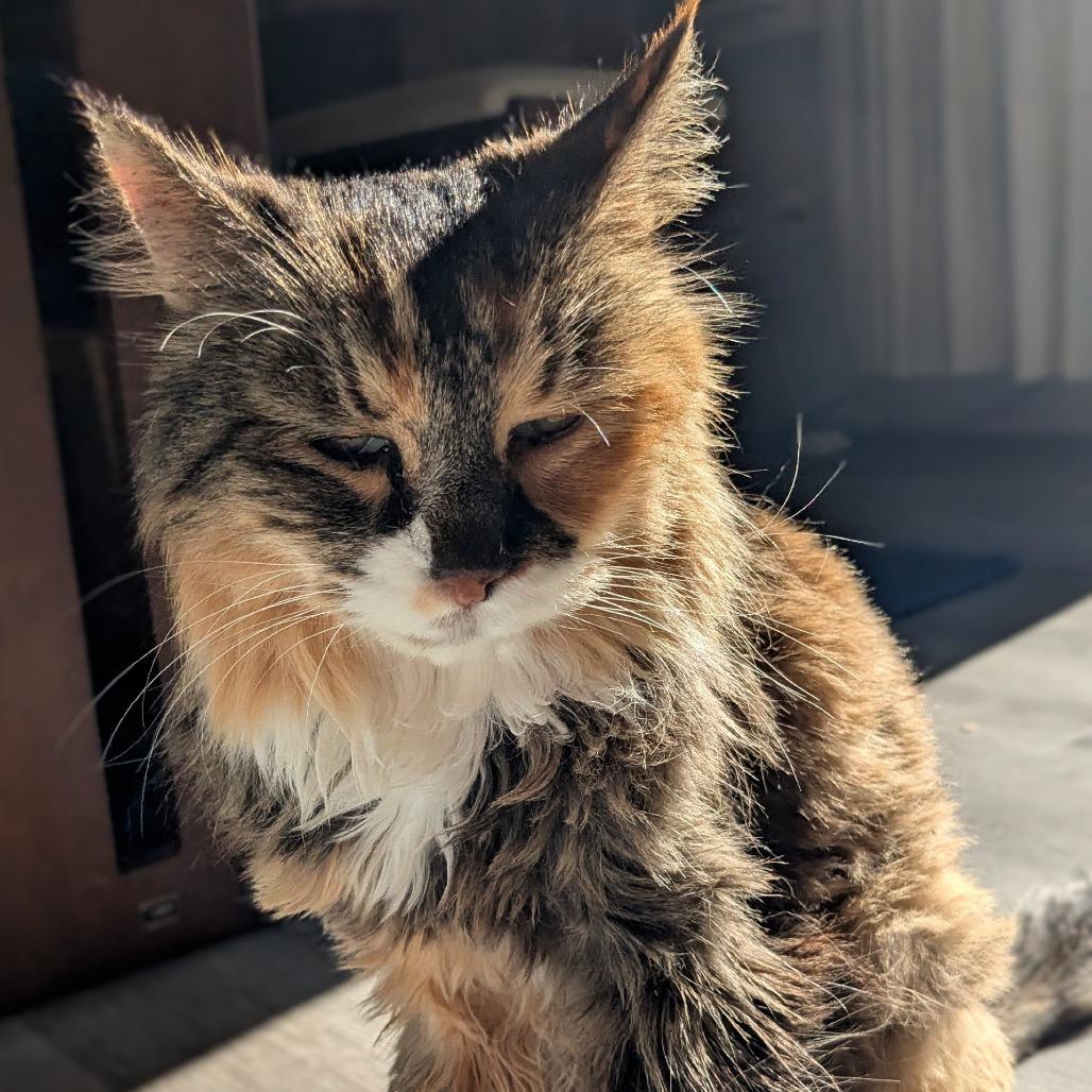 Enlarge Sasi, a Adoptable Domestic Long Hair in Salt Lake City, UT image 2/4
