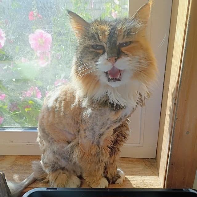 Sasi, Adoptable, Senior Female Domestic Long Hair.