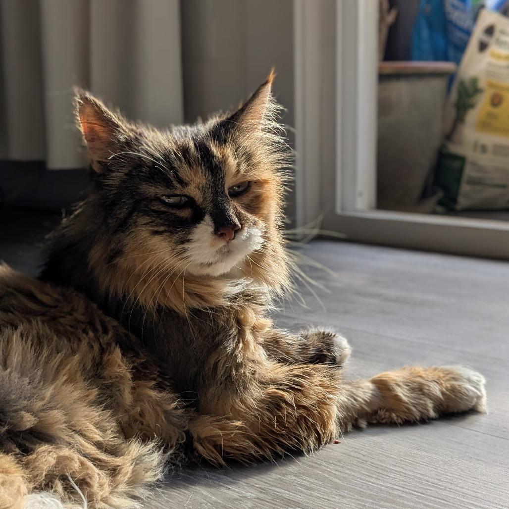 Enlarge Sasi, a Adoptable Domestic Long Hair in Salt Lake City, UT image 4/4
