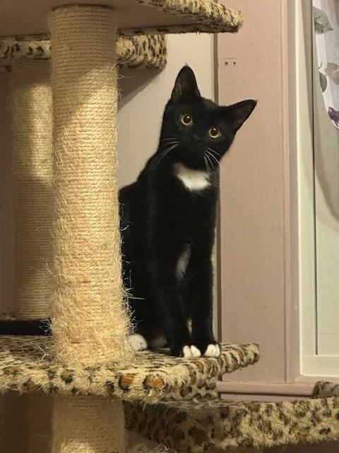 Copycat (25-131), Adoptable, Young Female Domestic Short Hair.