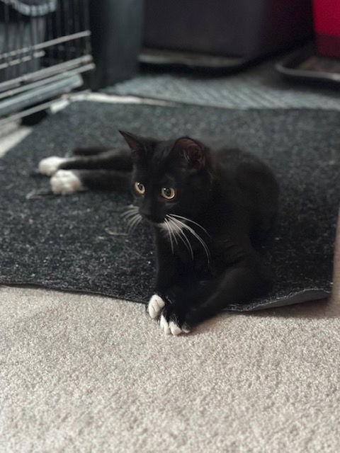 Enlarge Copycat (25-131), a Adoptable Domestic Short Hair in Ocean Pines, MD image 2/3