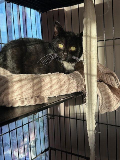 Enlarge Copycat (25-131), a Adoptable Domestic Short Hair in Ocean Pines, MD image 3/3