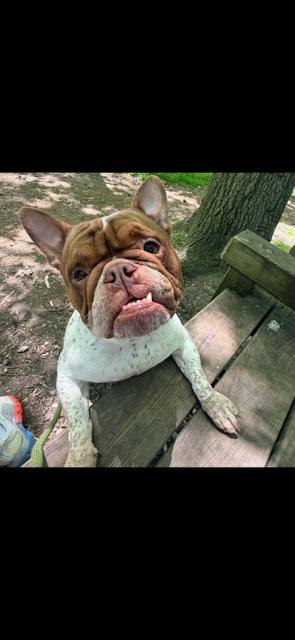 Florence, Adoptable, Adult Female French Bulldog & English Bulldog.