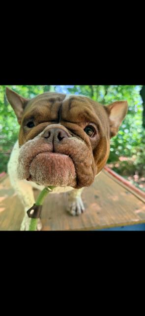 Enlarge Florence, a Adoptable mixed breed in Union Beach, NJ image 2/2