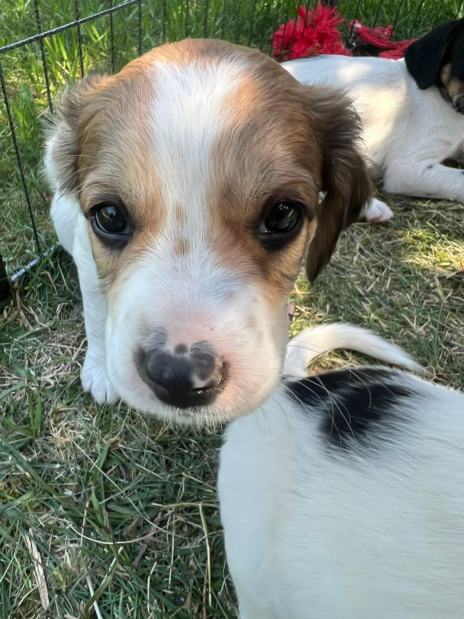 Violet, an adoptable Mixed Breed in Wilsall, MT, 59086 | Photo Image 1