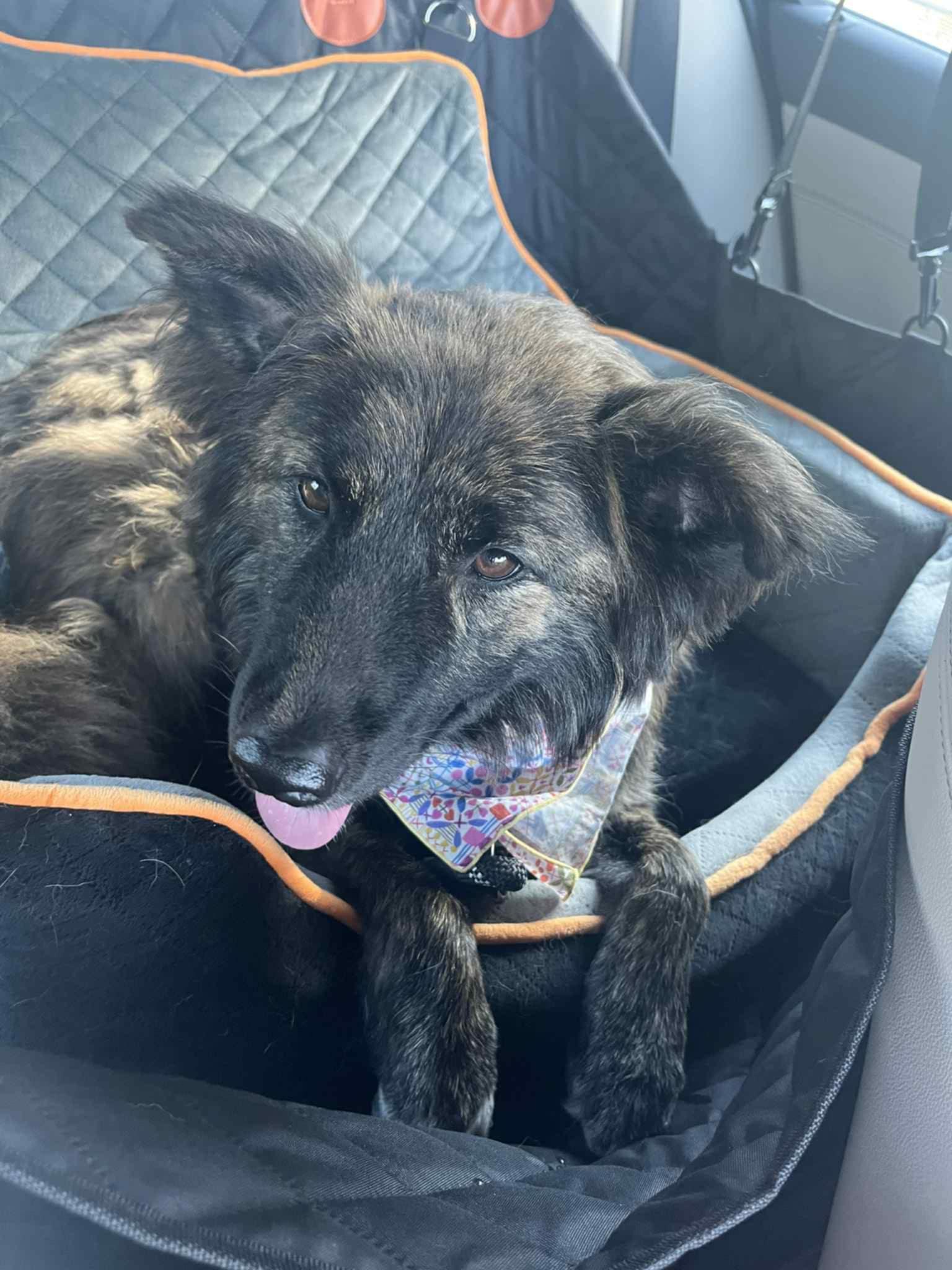 Pancake, a Adoptable mixed breed in San Francisco, CA image 2/5