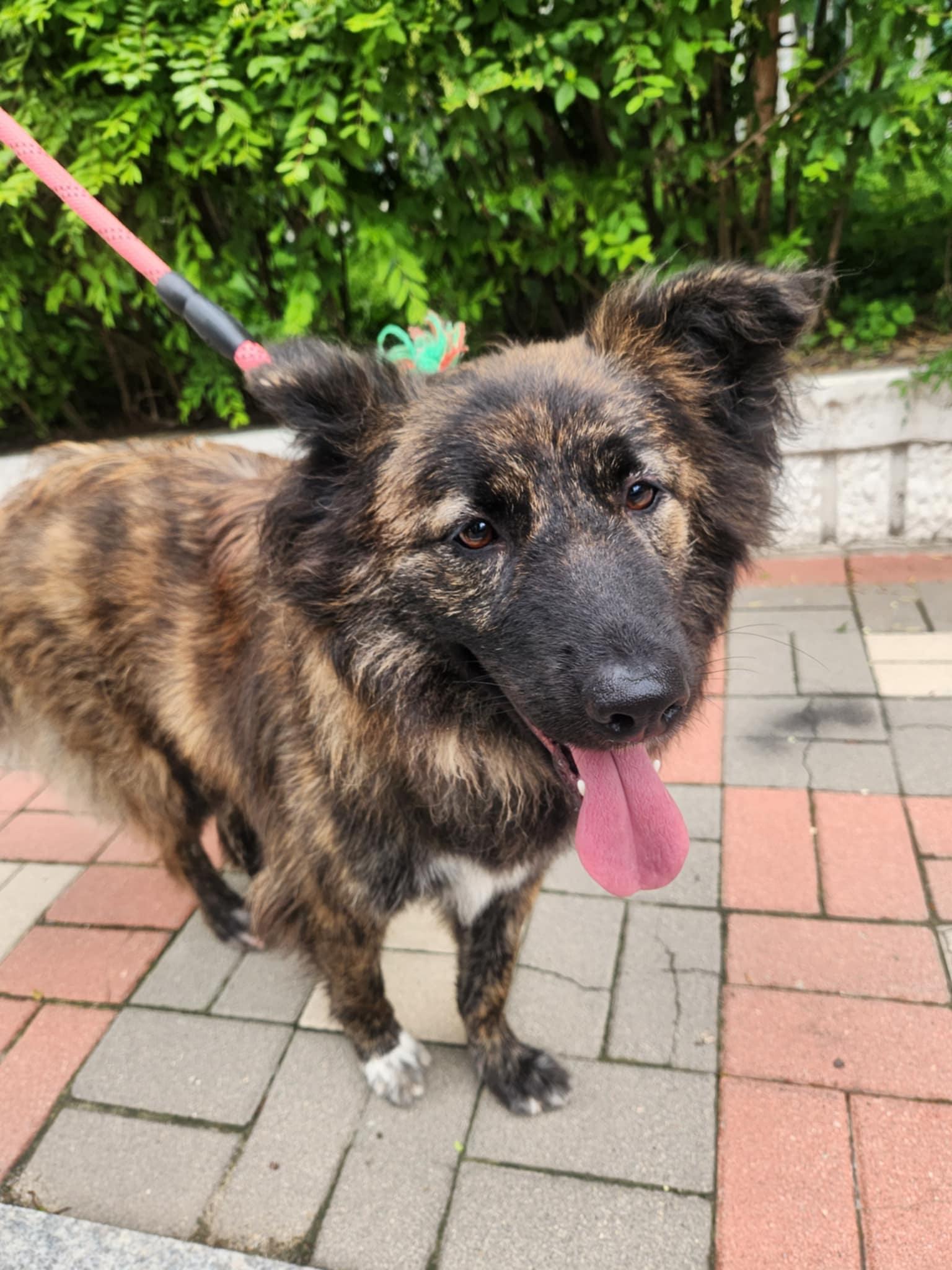 Pancake, an adoptable Jindo, Collie in San Francisco, CA, 94115 | Photo Image 3