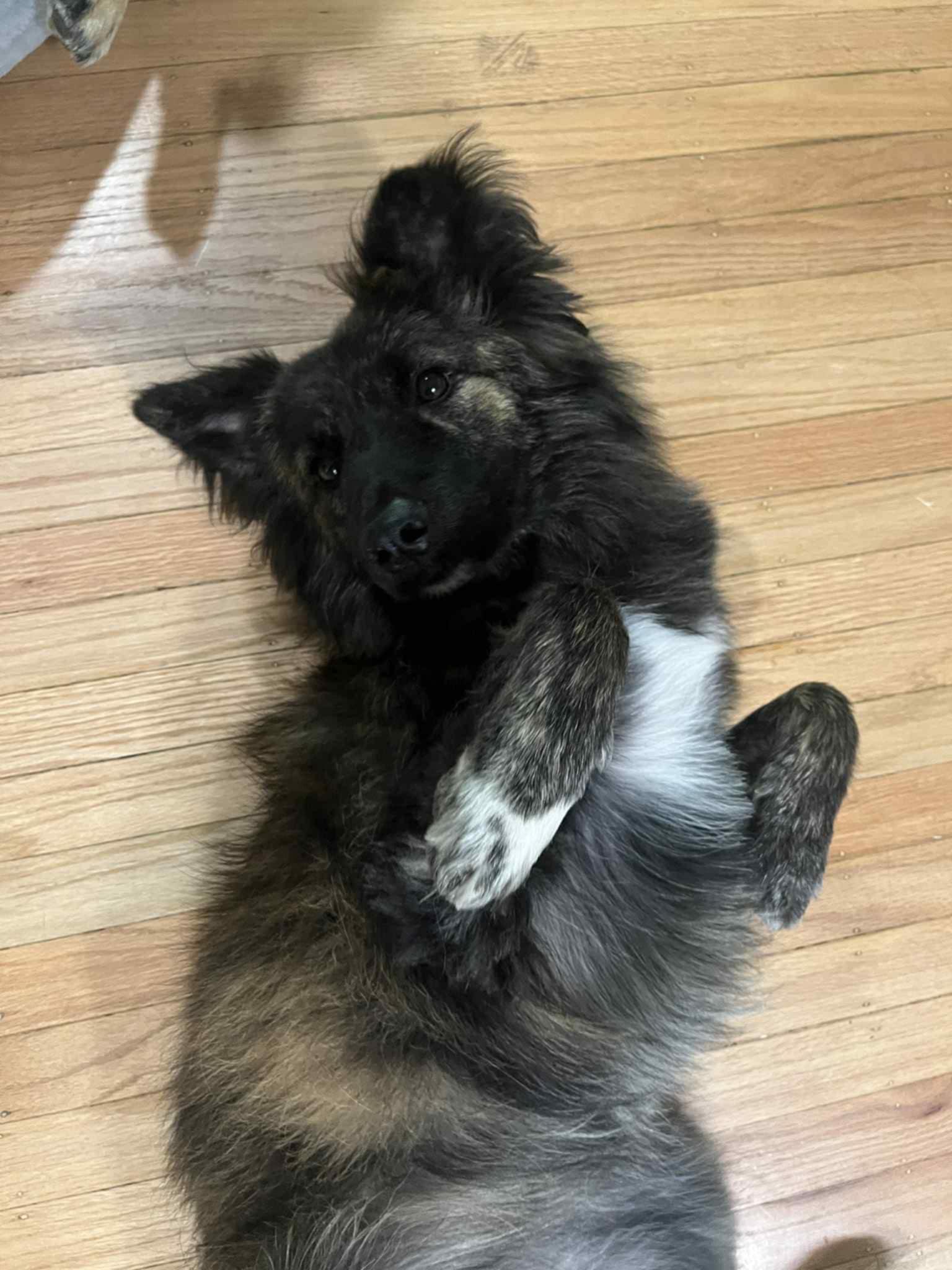 Pancake, a Adoptable mixed breed in San Francisco, CA image 4/5